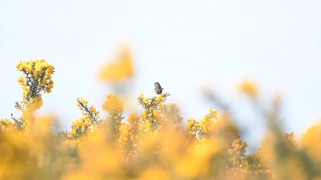Dartford Warbler - ML647014019