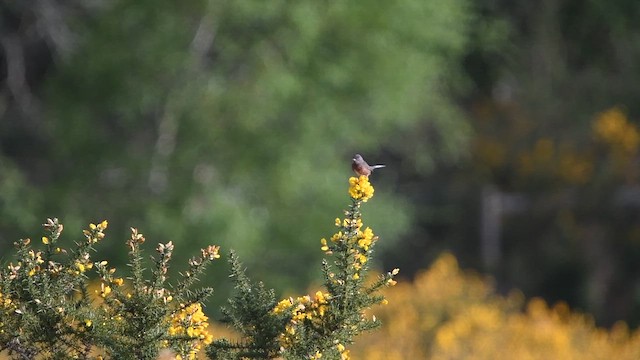 Dartford Warbler - ML647014021