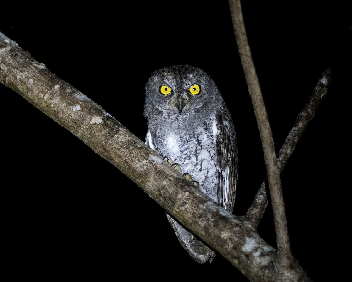 Oriental Scops-Owl (Walden's) - ML647014024