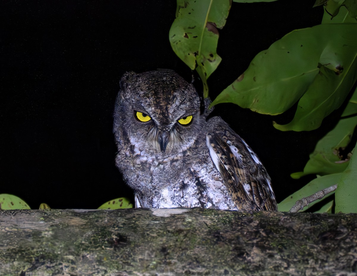 Oriental Scops-Owl (Walden's) - ML647014025