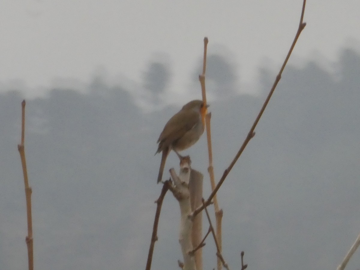 European Robin - ML647014027