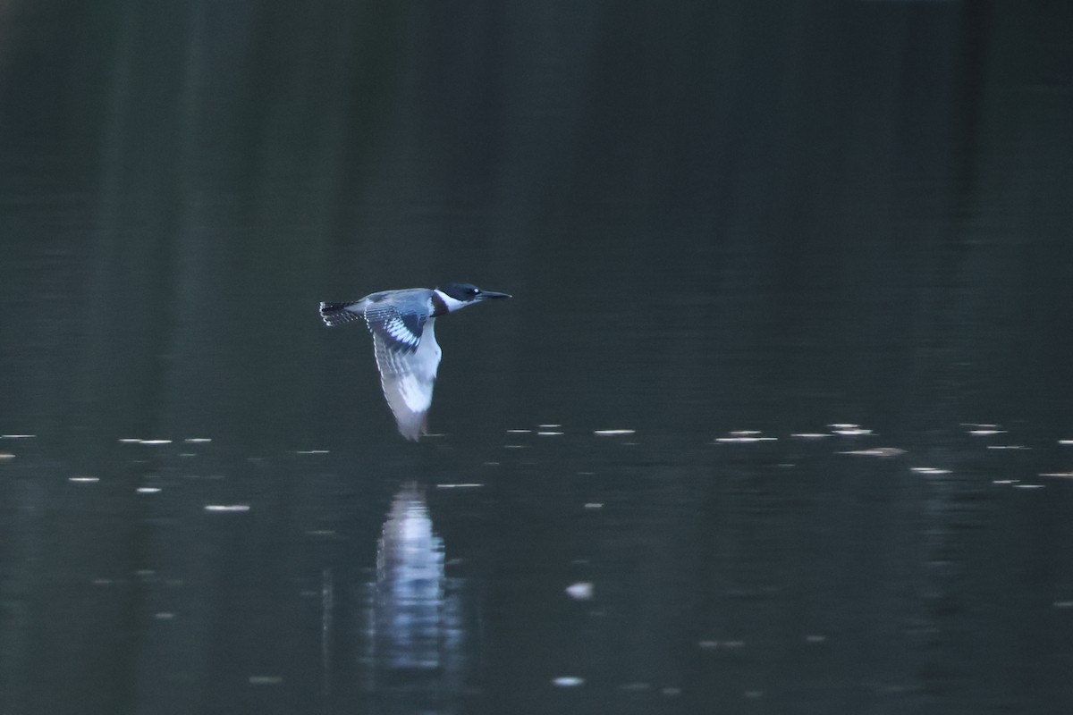 Belted Kingfisher - ML647014028