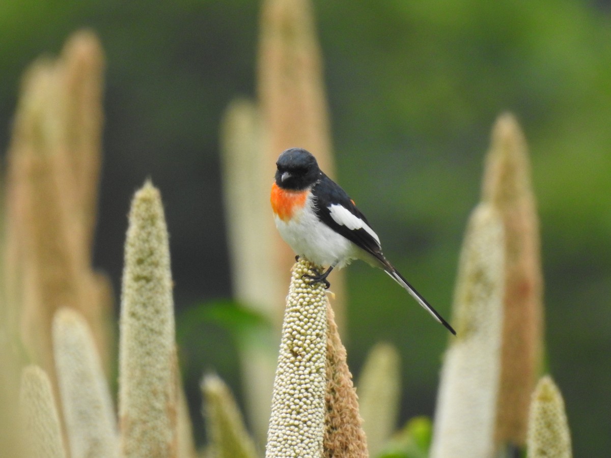 White-bellied Minivet - ML647014032