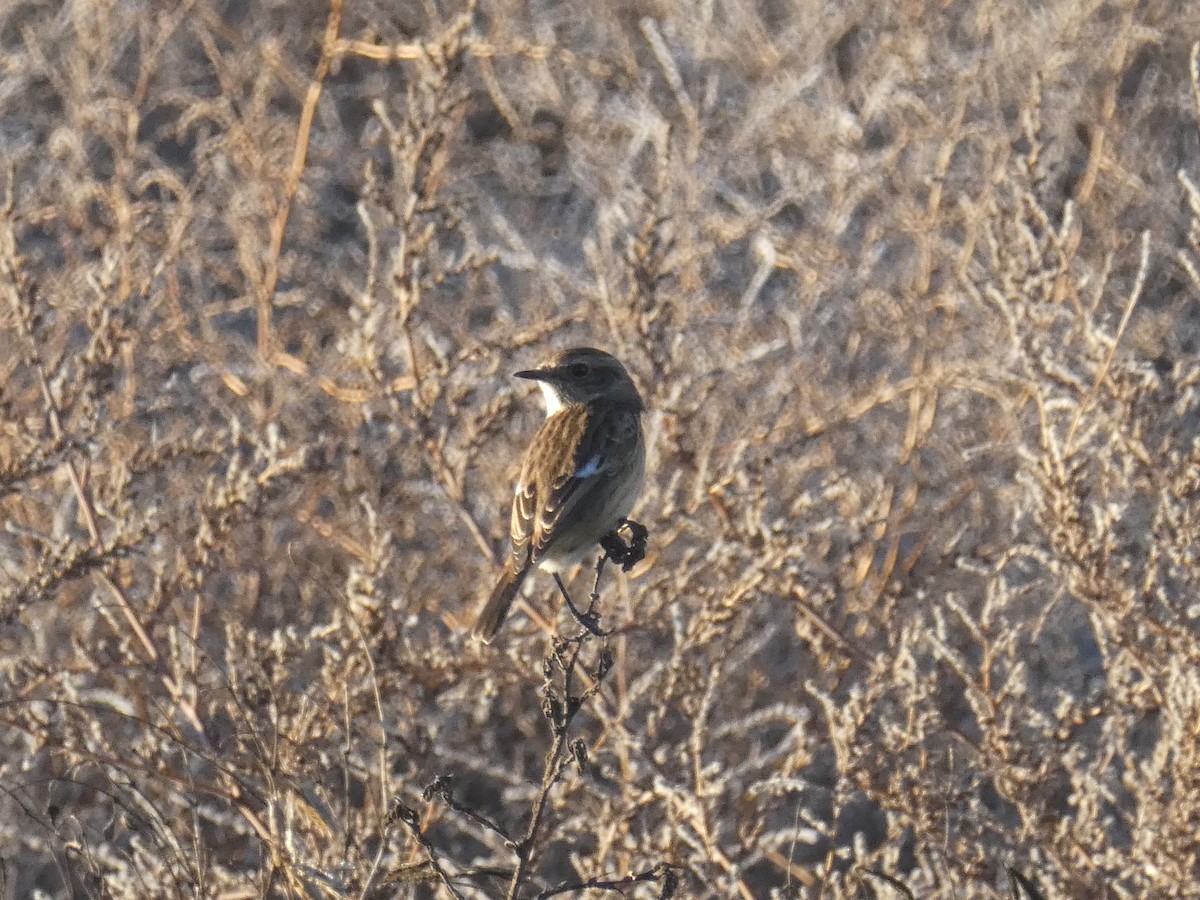 European Stonechat - ML647014042