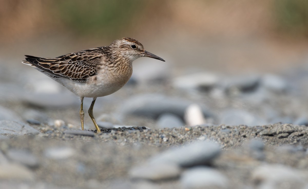 Sharp-tailed Sandpiper - ML647014049