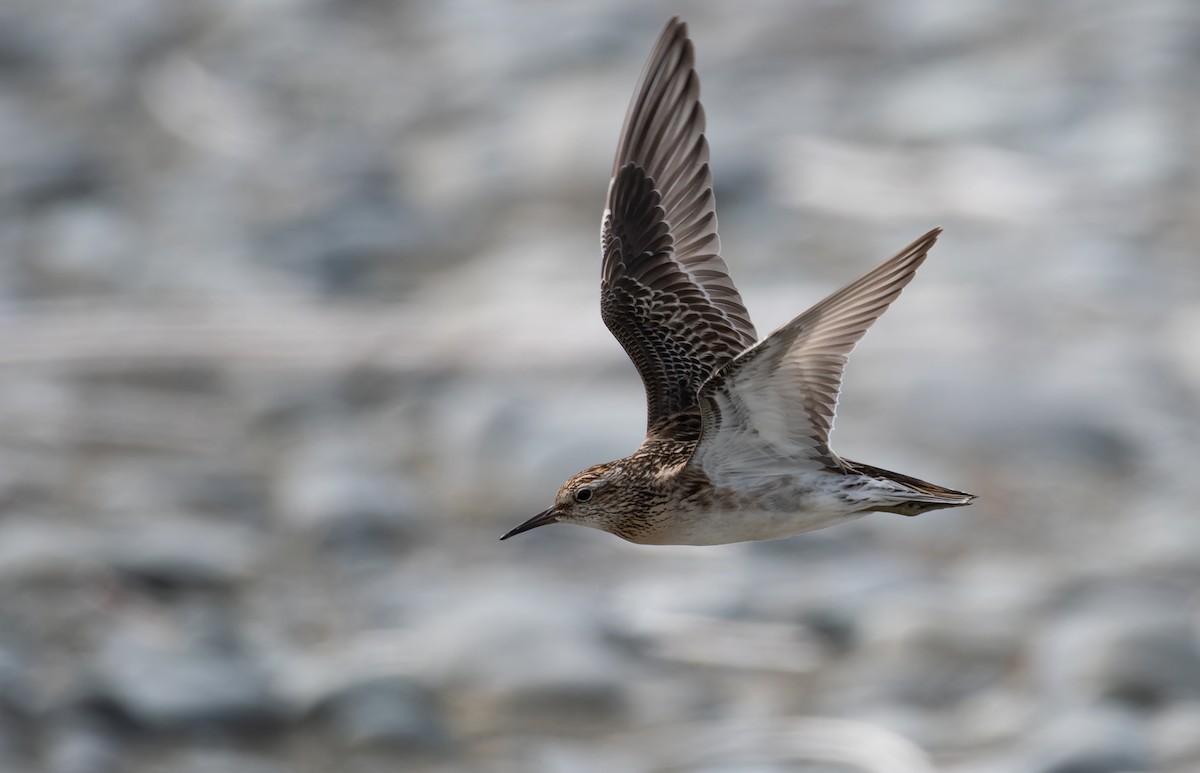 Sharp-tailed Sandpiper - ML647014050