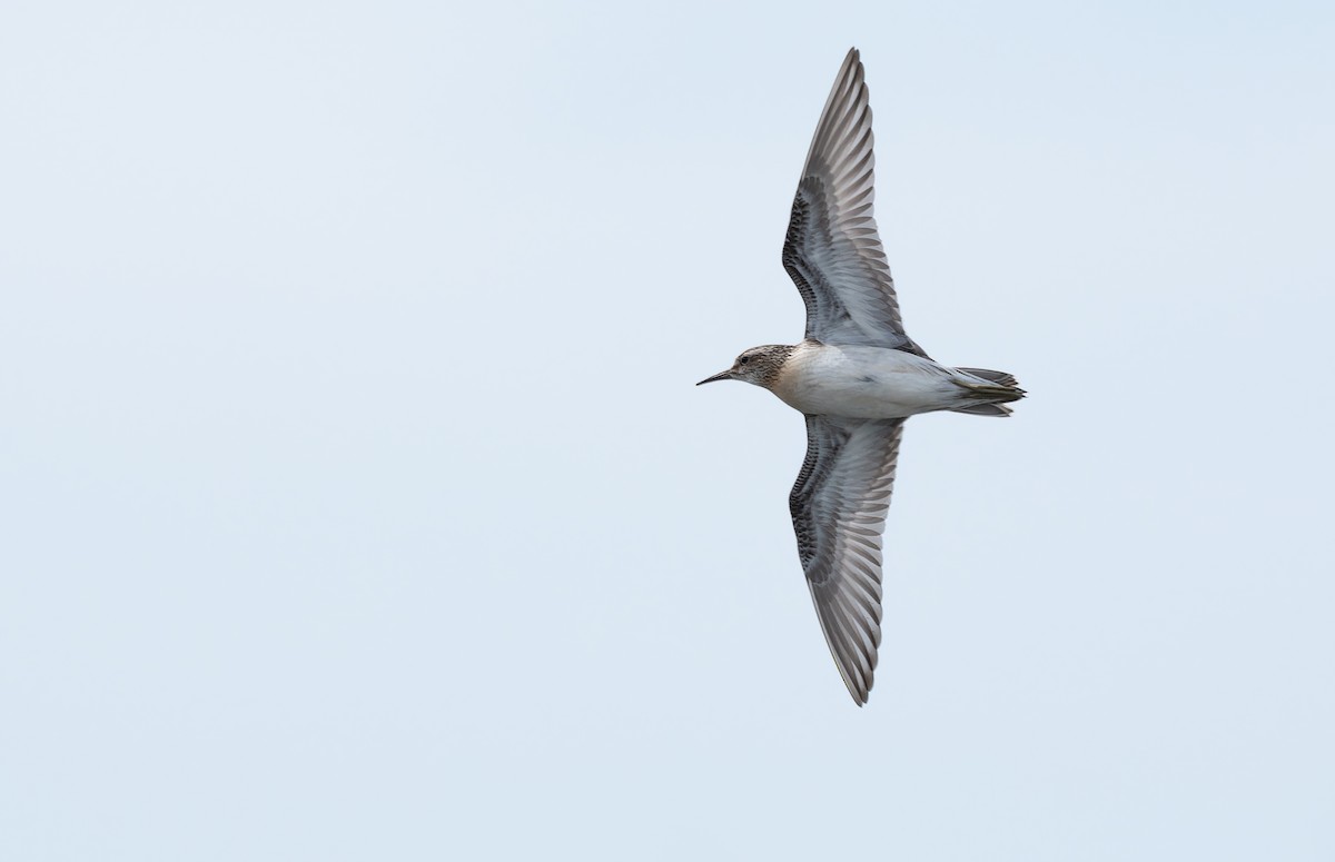 Sharp-tailed Sandpiper - ML647014051