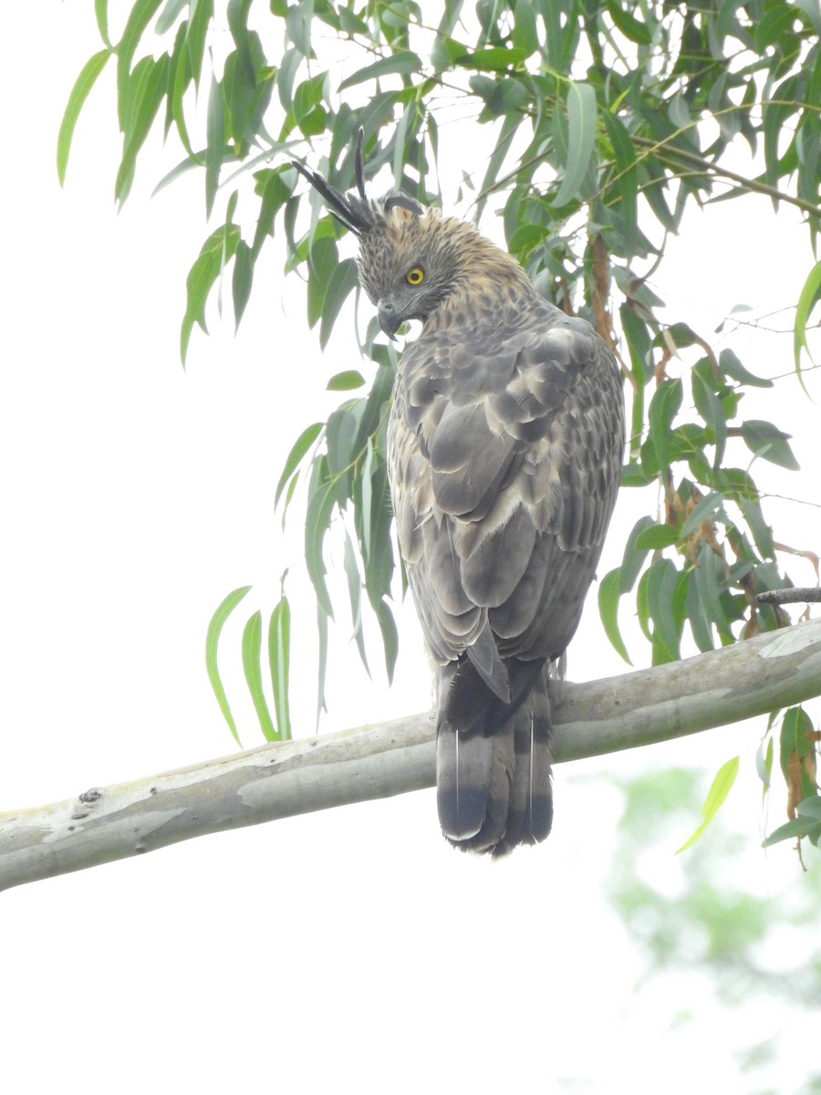 Changeable Hawk-Eagle - ML647014052