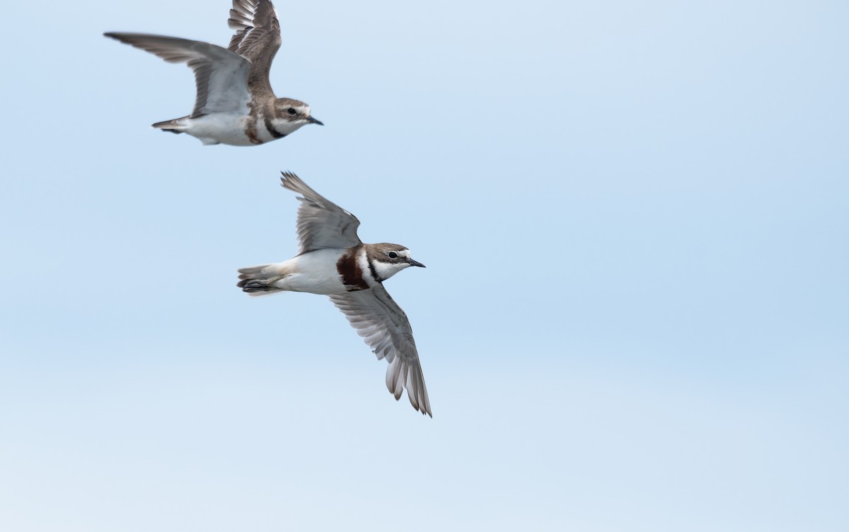 Double-banded Plover - ML647014053