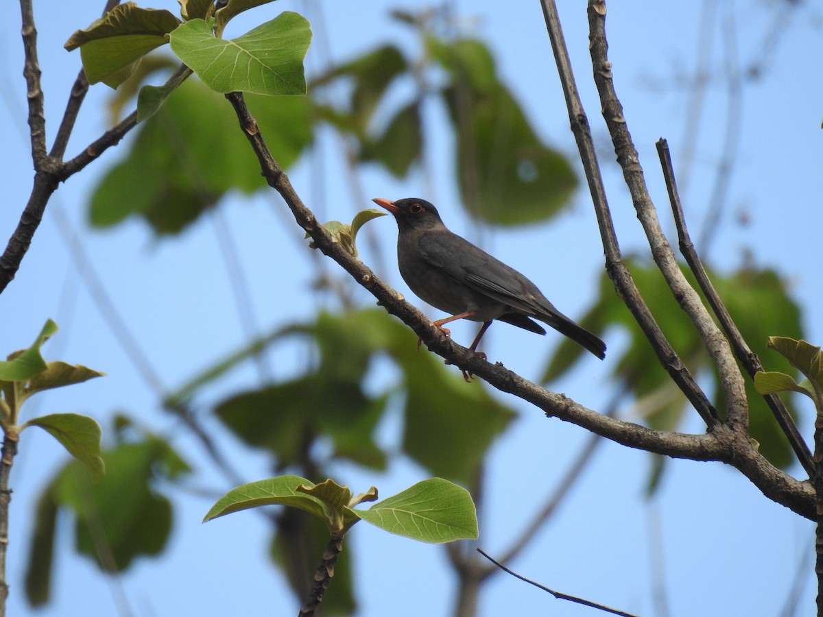 Indian Blackbird - ML647014077