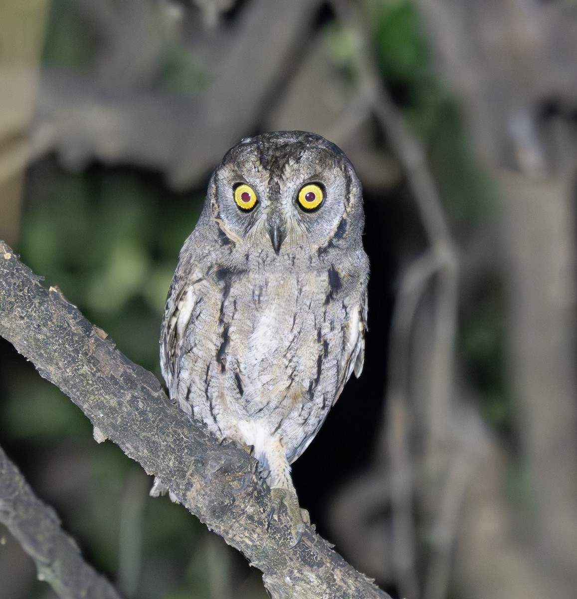 Arabian Scops-Owl - ML647014088