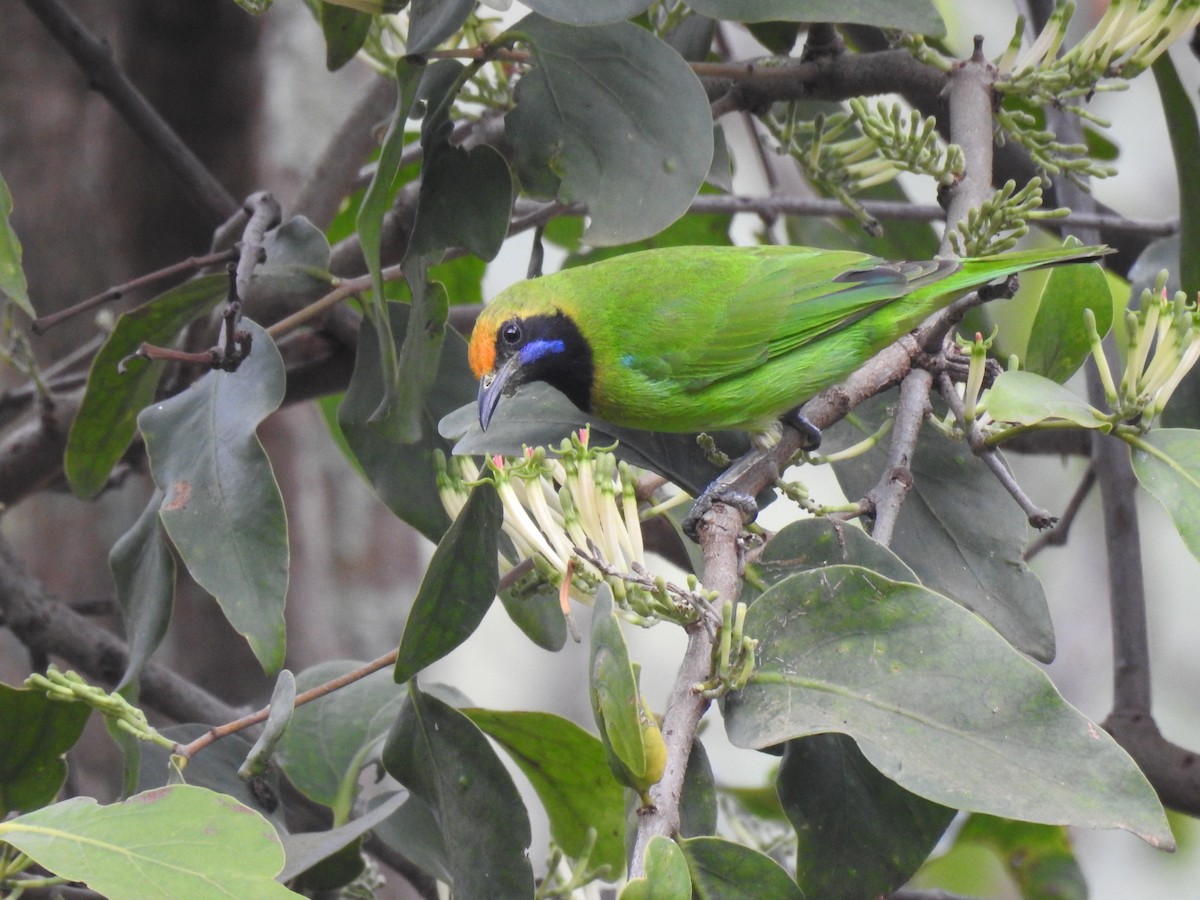 Золотолобая листовка - ML647014090