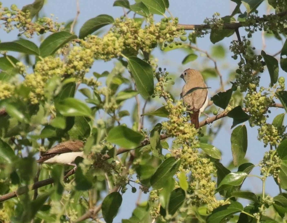 African Silverbill - ML647014091