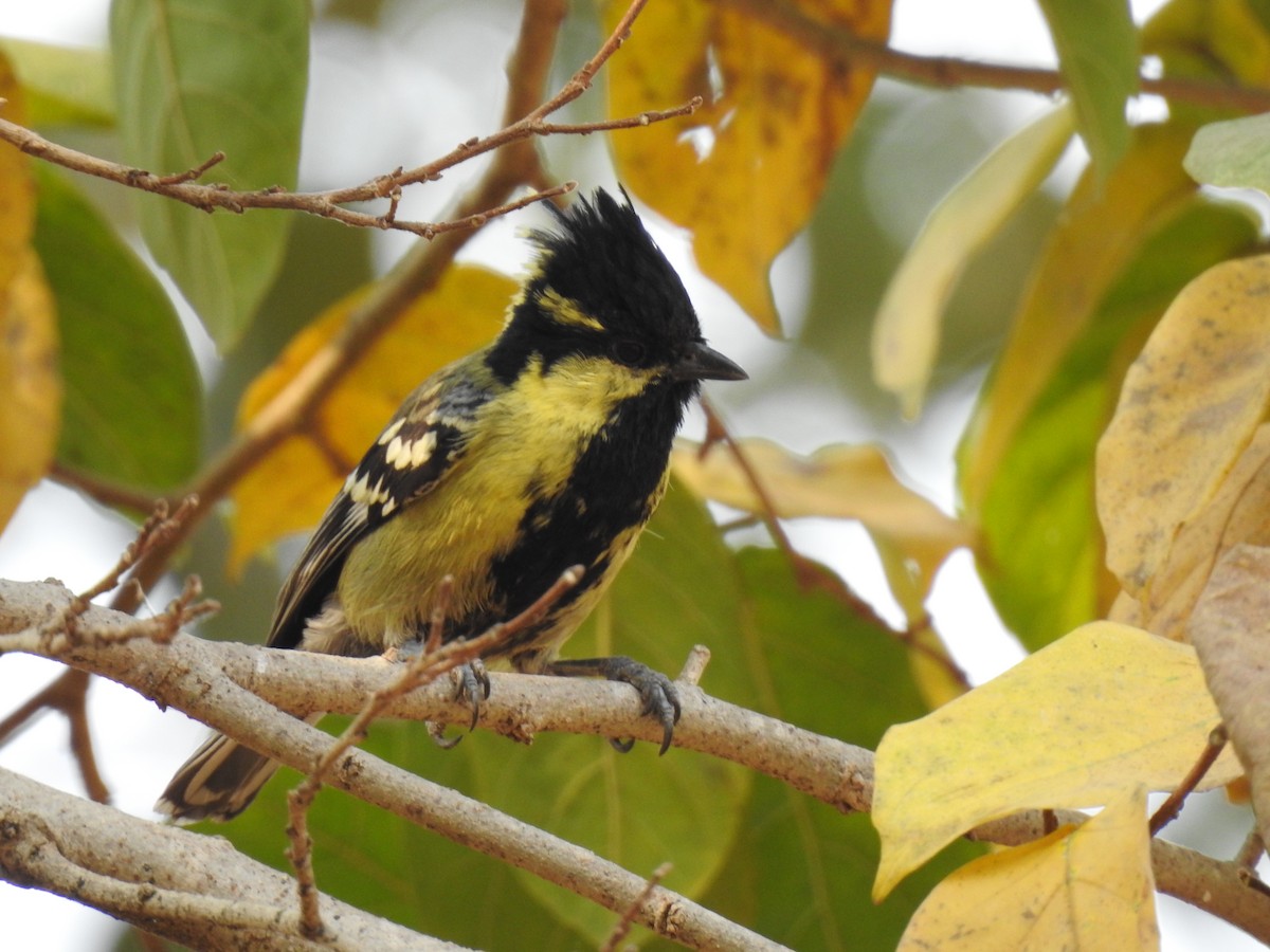 Indian Yellow Tit - ML647014099