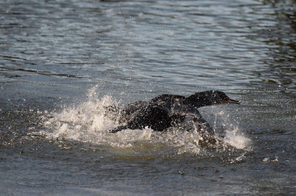 kormorán ušatý - ML647014105