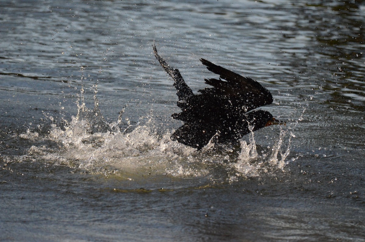 kormorán ušatý - ML647014106