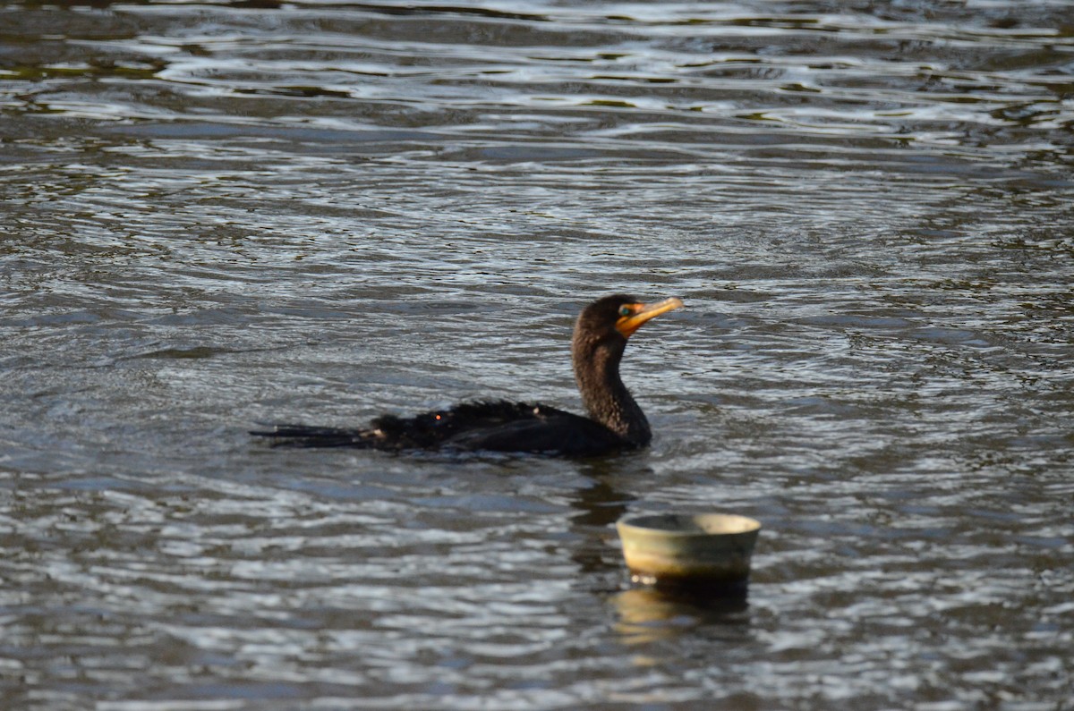 kormorán ušatý - ML647014107