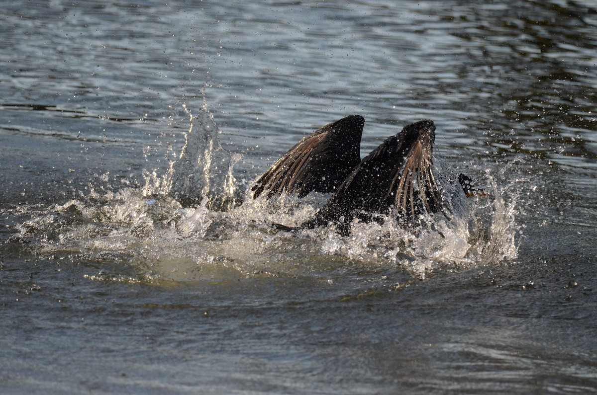 kormorán ušatý - ML647014108