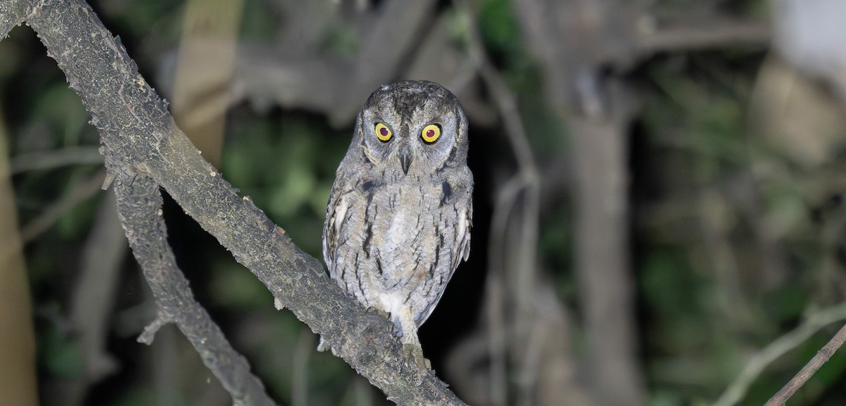 Arabian Scops-Owl - ML647014110