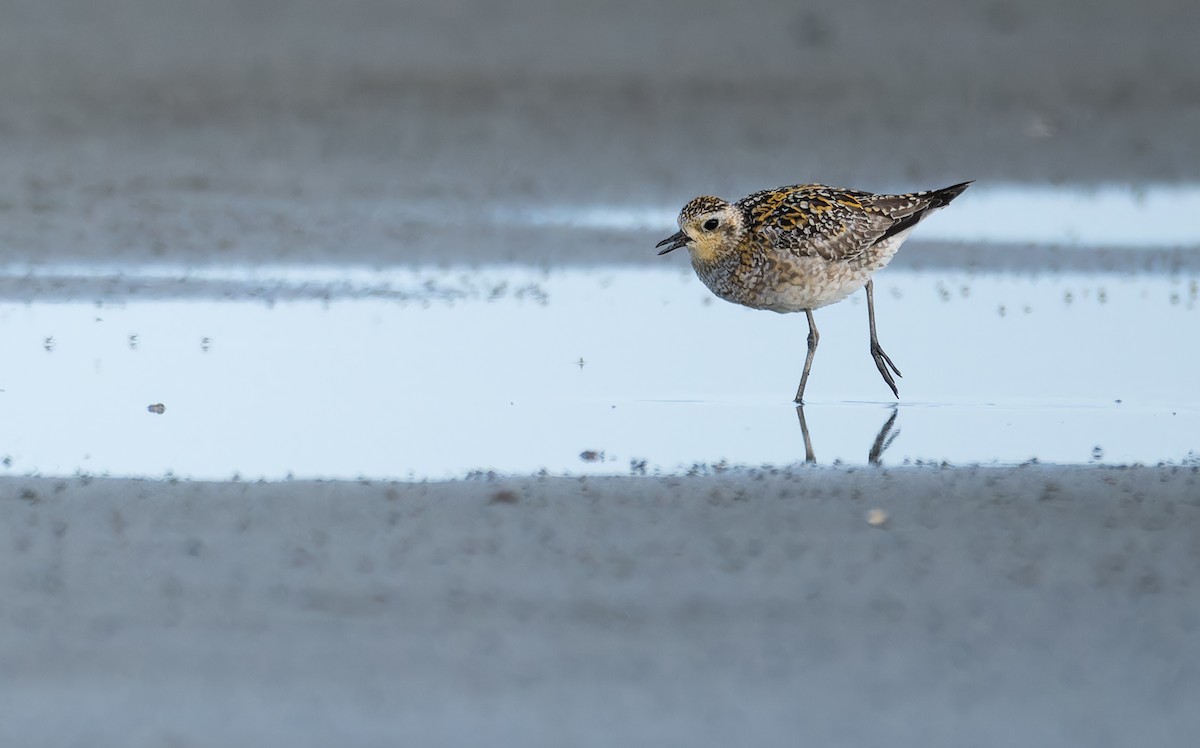 Piviere orientale - ML647014132