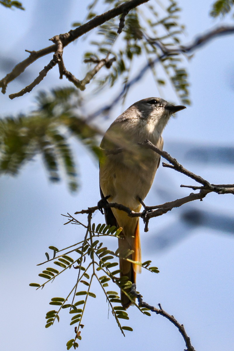 Zwergmennigvogel - ML647014135