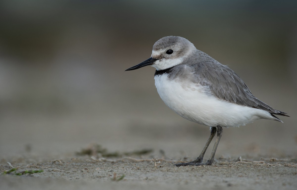 Wrybill - ML647014151