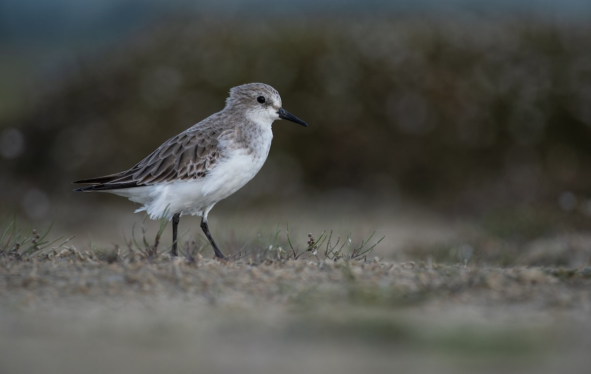 Gambecchio collorosso - ML647014152