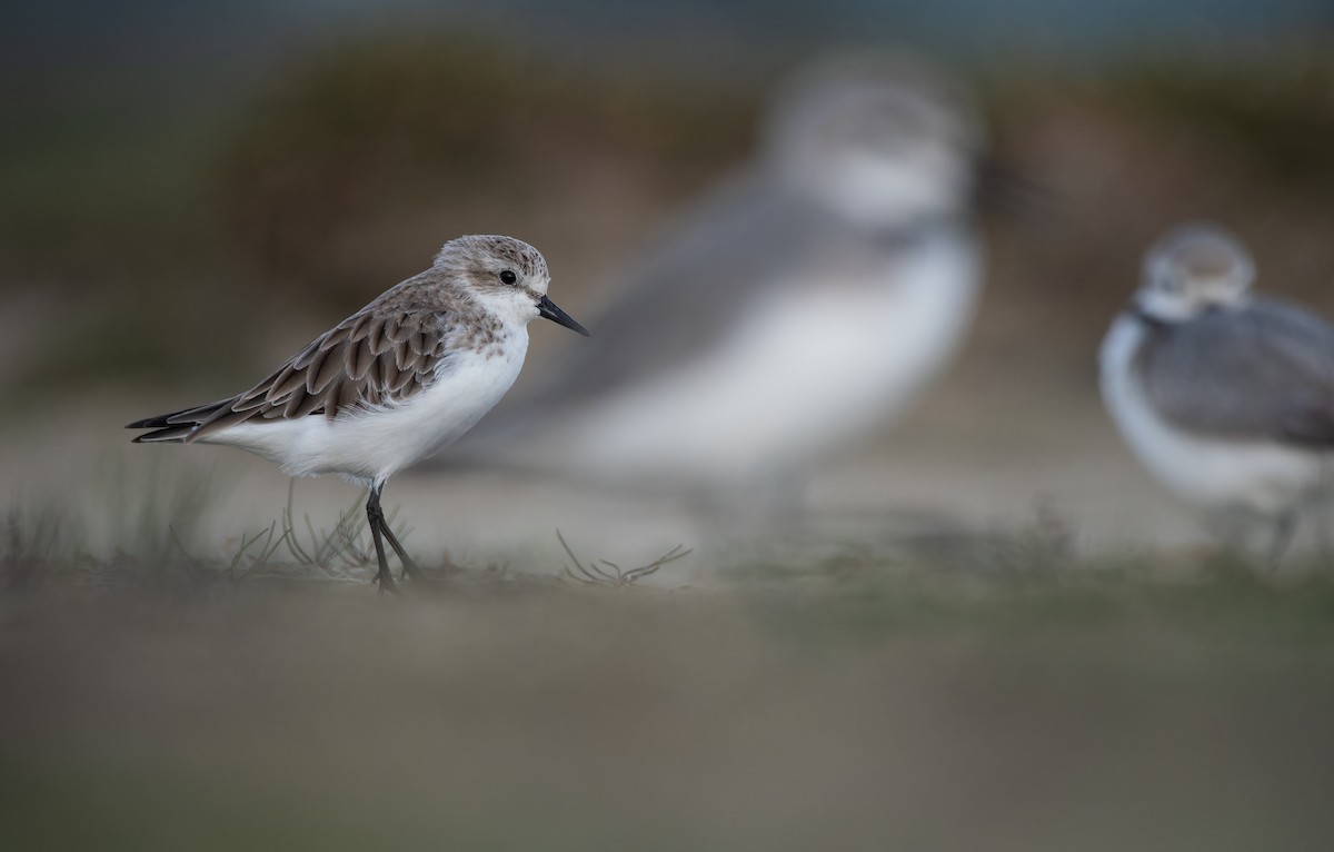 Gambecchio collorosso - ML647014173