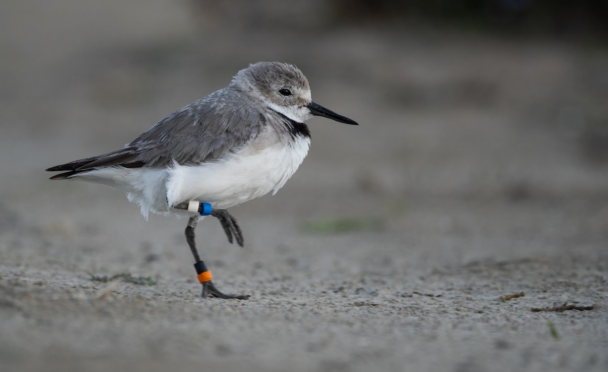 Wrybill - ML647014181