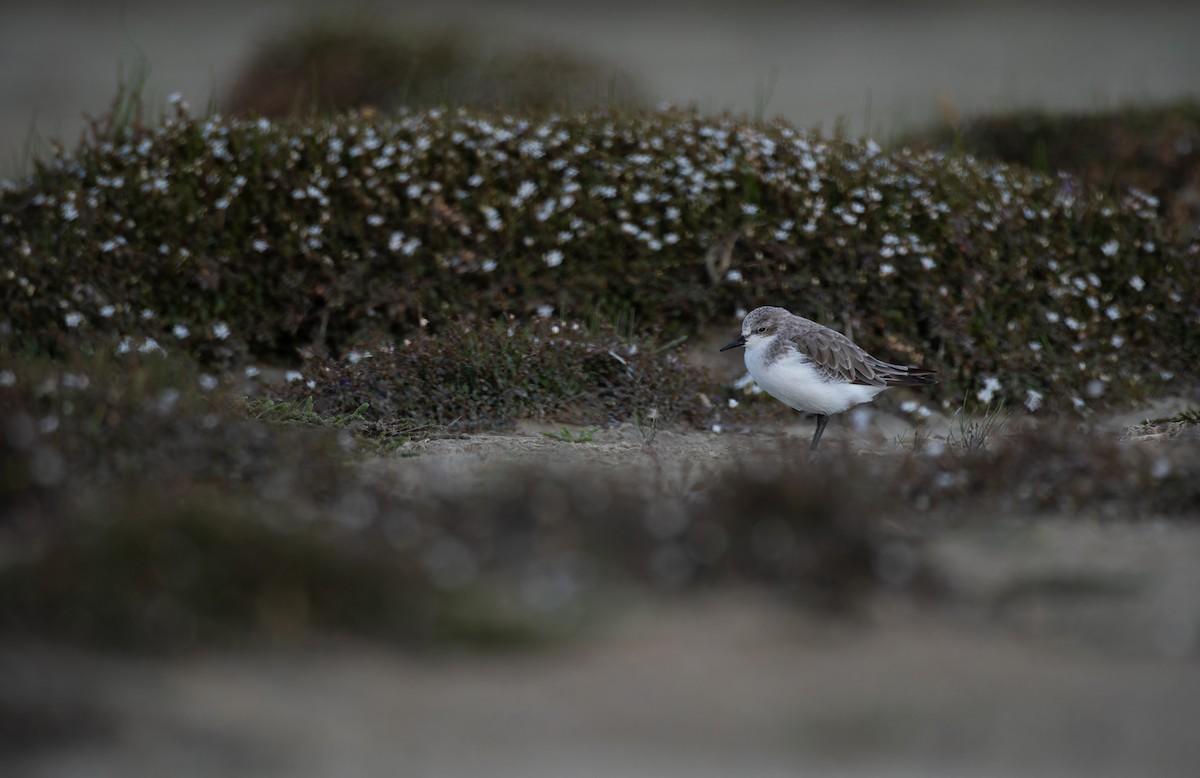 Gambecchio collorosso - ML647014184