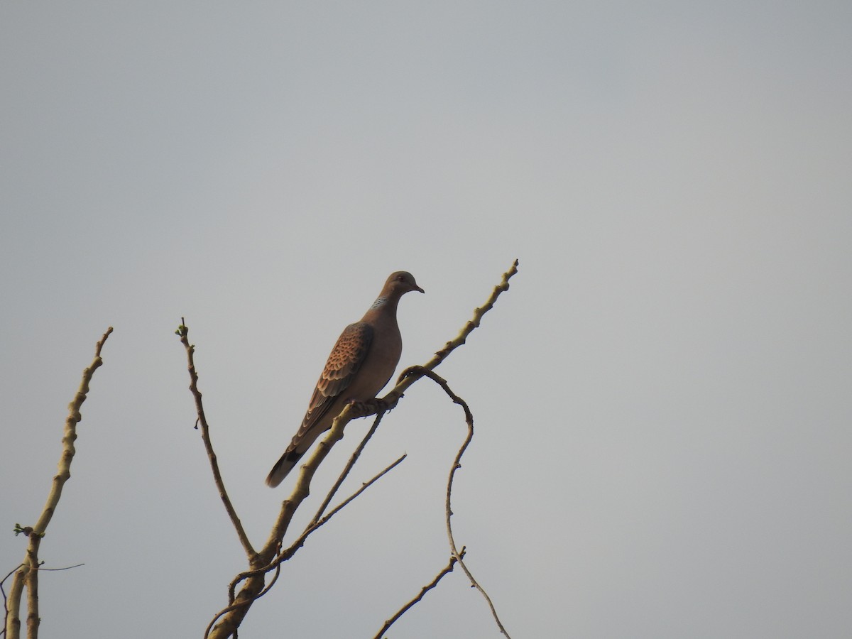 Oriental Turtle-Dove - ML647014191