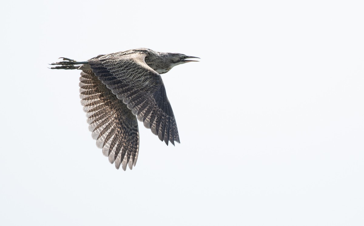 Australasian Bittern - ML647014202