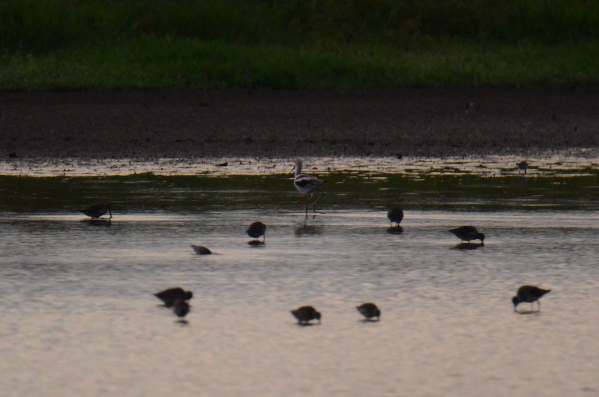 American Avocet - ML647014207