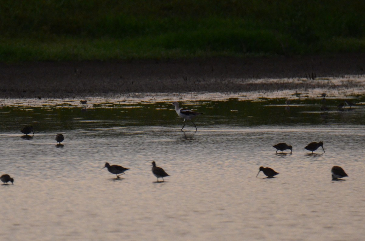 American Avocet - ML647014208