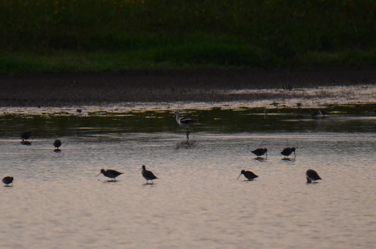 American Avocet - ML647014209