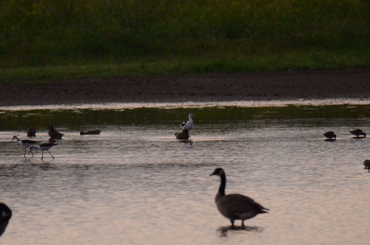 American Avocet - ML647014210
