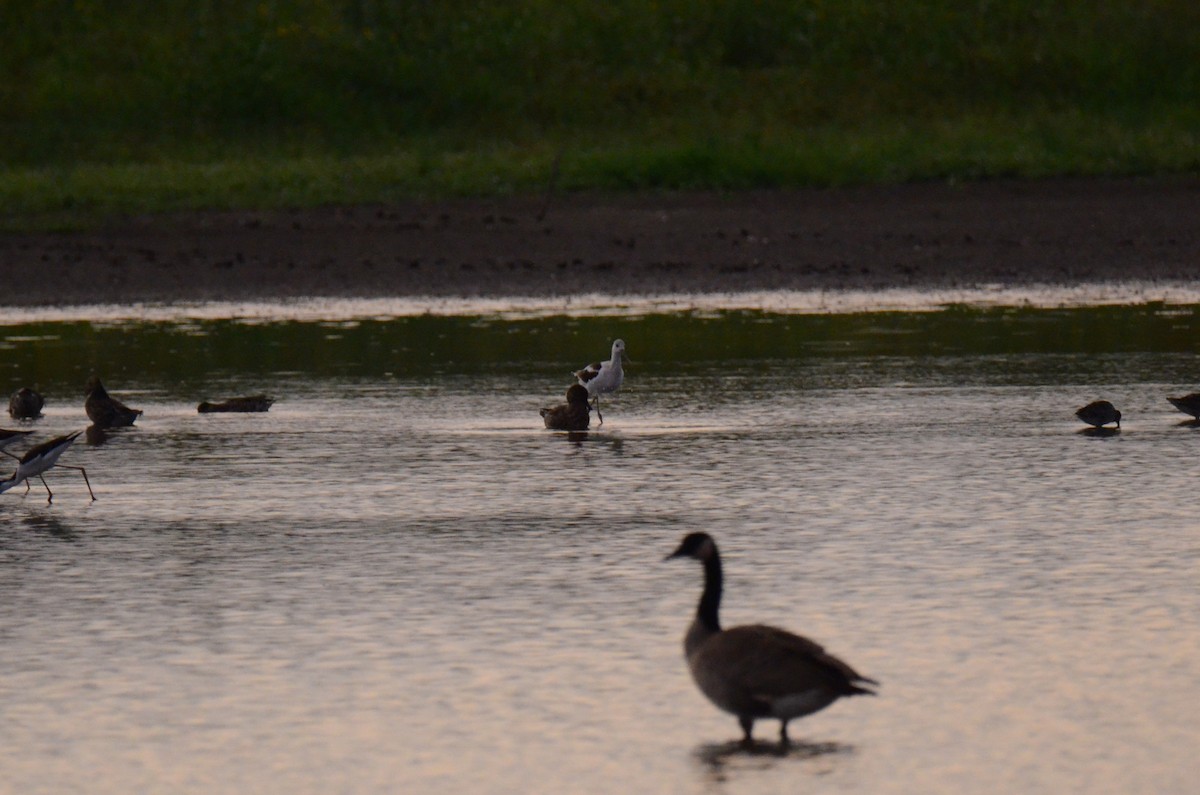 American Avocet - ML647014211