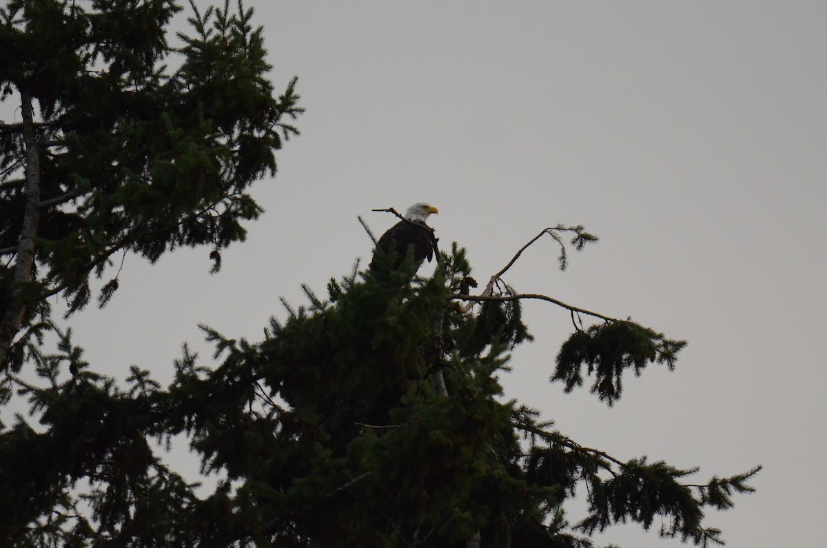 Bald Eagle - ML647014212