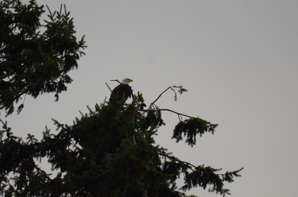 Bald Eagle - ML647014213