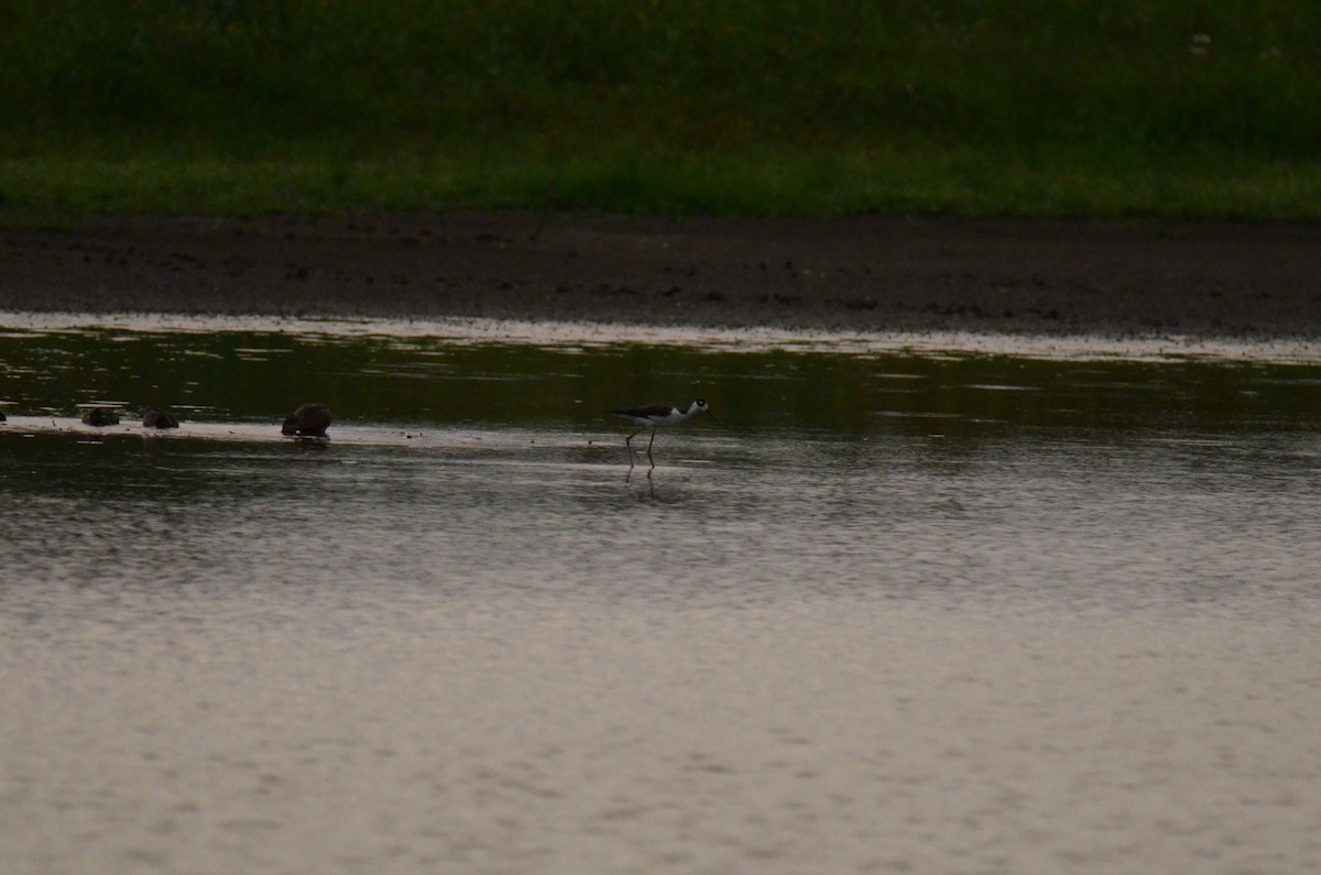 Black-necked Stilt - ML647014214