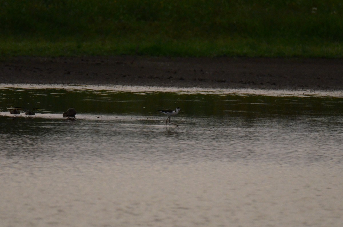 Black-necked Stilt - ML647014215