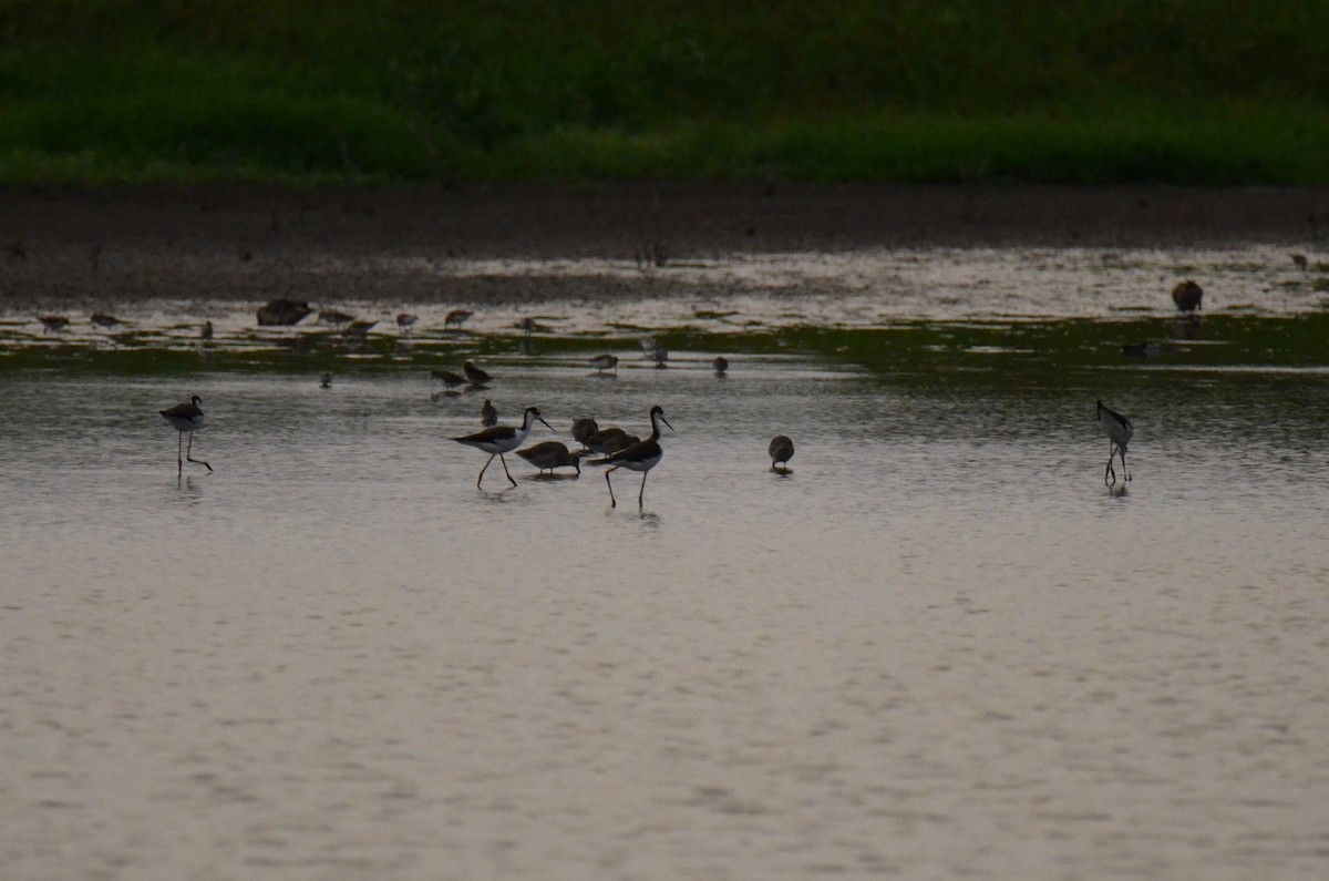 Black-necked Stilt - ML647014216