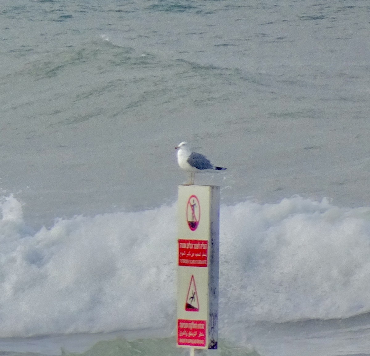 Armenian Gull - ML647014217