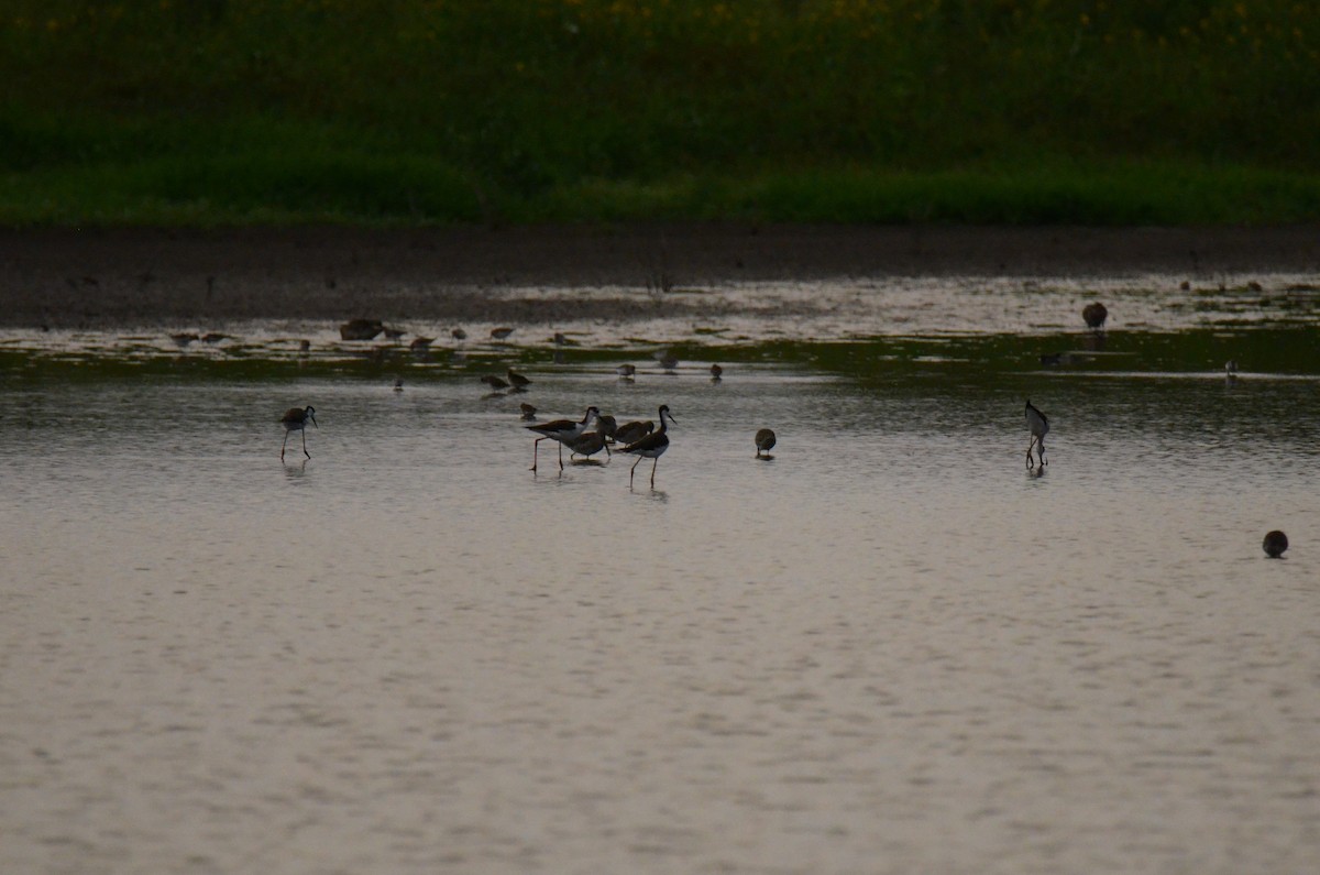 Black-necked Stilt - ML647014218