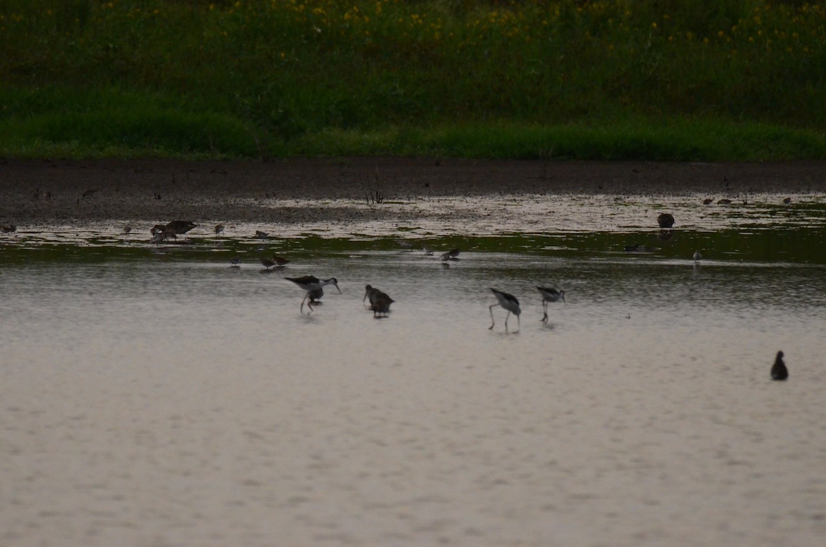 Black-necked Stilt - ML647014219