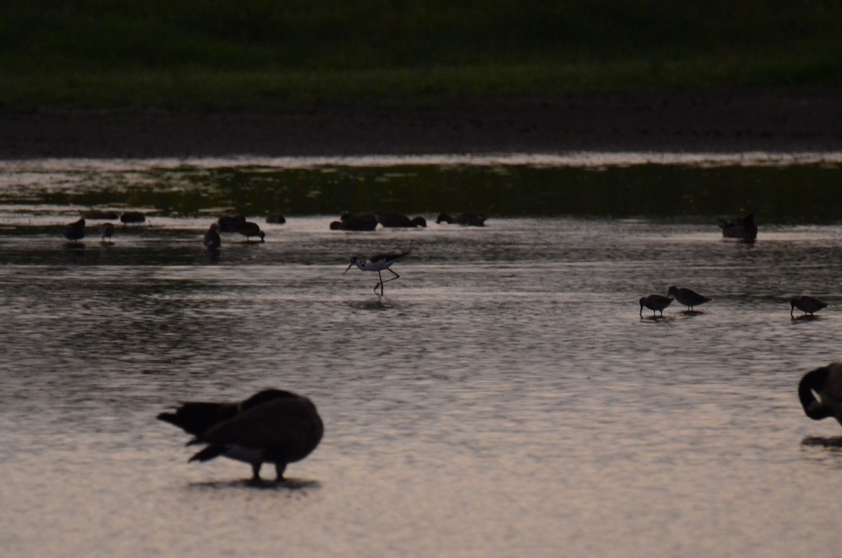 Black-necked Stilt - ML647014220