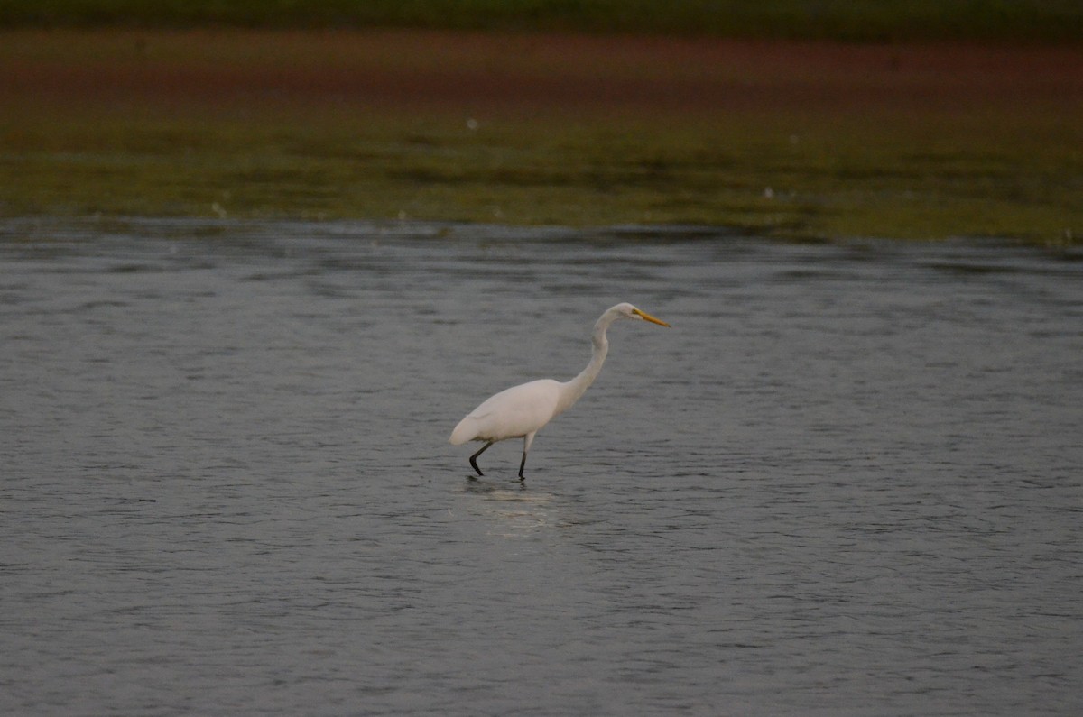Great Egret - ML647014221