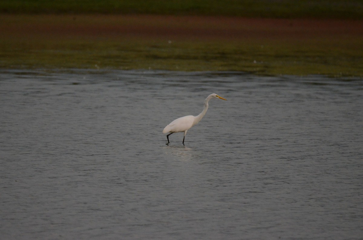 Great Egret - ML647014222