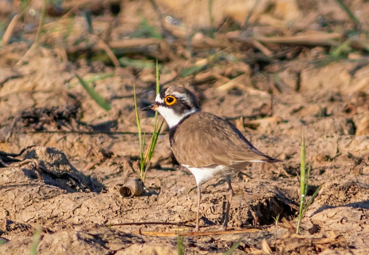 Little Ringed Plover - ML647014223