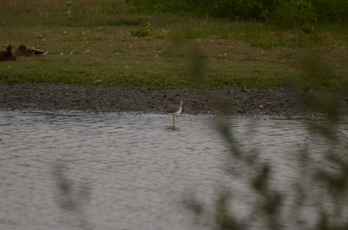 Greater Yellowlegs - ML647014225